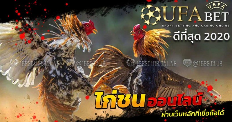 แทงไก่ชนufabet